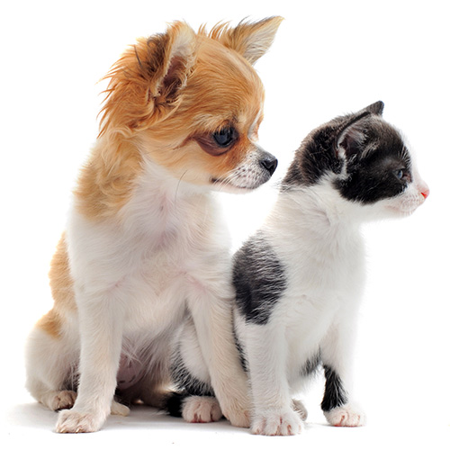 Pet Express Online Shop